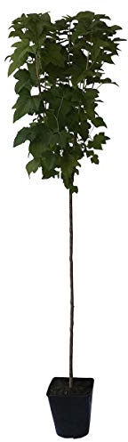 Titania (S) schwarze Johannisbeere Hochstamm ca 80-90 cm Stamm hoher Ertrag im 3-5 Liter Topf