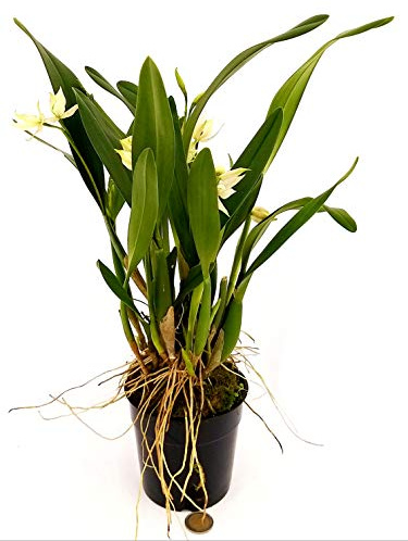 POWERS TO FLOWERS - ORCHIDEA ENCYCLIA GARCIANA, pianta vera