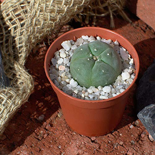 Lophophora Wilamsii Peyote - Planta joven a partir de 2,6 cm