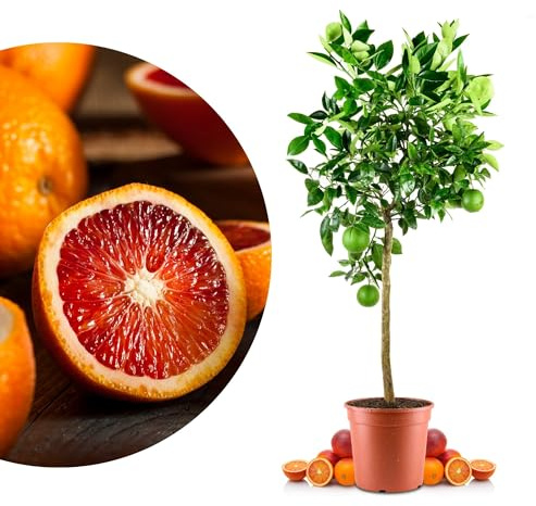 Blutorangenbaum Moro Grande - echte Blutorange - Zitruspflanze - Blood Orange - veredelter Apfelsinenbaum in Gärtner-Qualität (Moro, Grande)