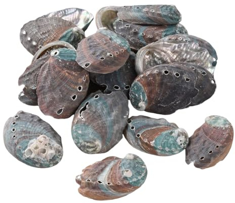 PH PandaHall Environ 95pcs Coquille D'Ormeau Naturelle en Forme D'Oreille D'Âne Coquillages de Plage de 50-70mm Décoration Artisanale avec Trou pour Bricolage Fête D'Été Table Costume Aquarium 500g