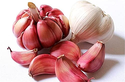 Bulbos de ajo nutritivos para decoración de jardín, ajo, comestible, plantación de jardín, 50 g: solo semillas: