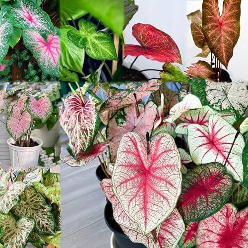 caladium - gartenpflanzen bonsai kübelpflanzen für gartenliebhaber exotische zimmerpflanzen kräuterpflanzen garden gemüsebeet 50samen