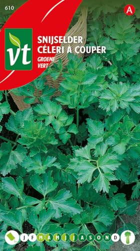 Semillas de apio de corte verde - Apio con hojas verticales sostenidas por costillas finas y tiernas