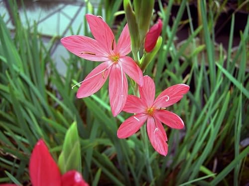 Spaltgriffel rot | Schizostyles coccinea | Sumpfgladiole | Wasserpflanze | Teichpflanze | winterhart | blüht im Herbst | Miniteich geeignet