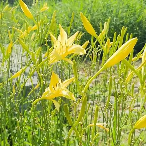 taglilien winterhart mehrjährig - exotische zimmerpflanze bodendecker stauden steingartenpflanzen winterhart wildblumensamen wiesenblumen 700samen