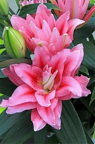 Beautiful, Lebende Pflanzen,Winterhart pflanzen, 3 years,Mysteriöse magische Glühbirne, Luftreinigung, Gardening -8 Lilien Zwiebeln-D