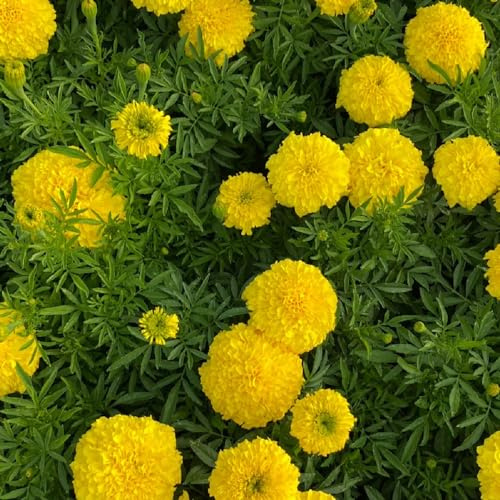 semillas de tagetes, jardín ornamentales balcón interior decoración 100pcs