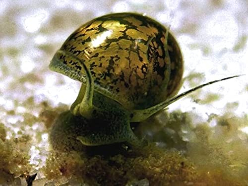 Lincolnshire Pond Plants Ltd - 5X Tadpole Bladder Pond Snail Aquarium (Physella Acuta)