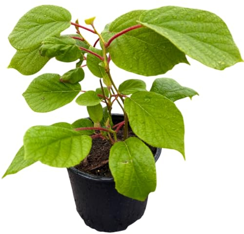 Kiwi Actinidia arguta Herma im 2 L Container, Selbstbefruchtend