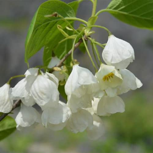 Semillas del árbol de campanilla de invierno, interior, Árbol lirio los valles resistentes para balcones orgánicas 30pcs