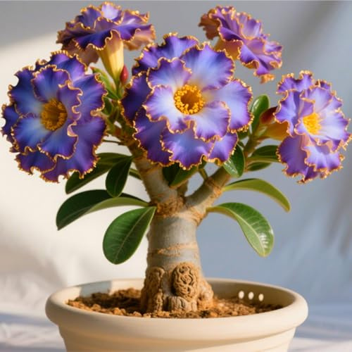 Bulbi di rosa del deserto Paffuti e Ideali per Balconi, Terrazzi e Giardini-1 bulbi-C