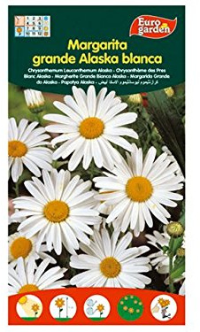 Nd 1571260031 - Semillas Margarita grae Alaska Blanca