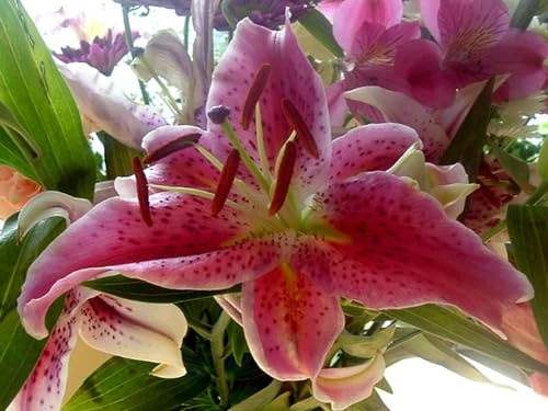 ART.COM Wall Art Print Oriental Lily by Ruth Palmer, 32 x 24