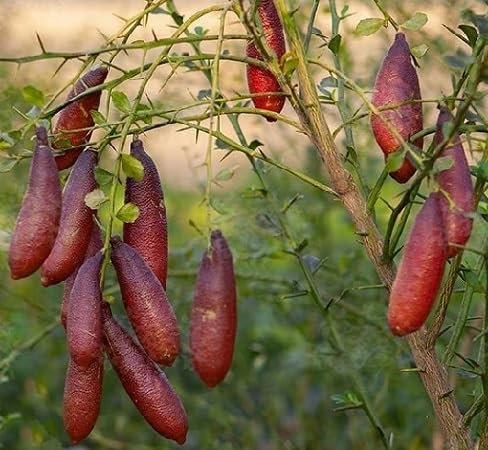 100 graines de citron caviar rouge