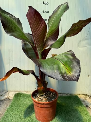 Vivaio Garden Forest Musa Maurelli Banano Rosso Pianta Ornamentale Tropicale in Vaso 24 cm, Pianta Esotica da Giardino e Terrazzo