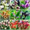 Calas Bulbos,Plantas De JardíN,Plantas De Lirio De Cala,Plantas En Macetas,Plantas Perennes,Zantedeschia Aethiopica-10bulbos-C