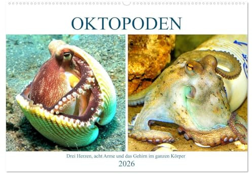 Oktopoden. Drei Herzen, acht Arme und das Gehirn im ganzen Körper (Wandkalender 2026 DIN A2 quer), CALVENDO Monatskalender: Neugierig und so bizarr, ... von einem anderen Planeten (CALVENDO Tiere)
