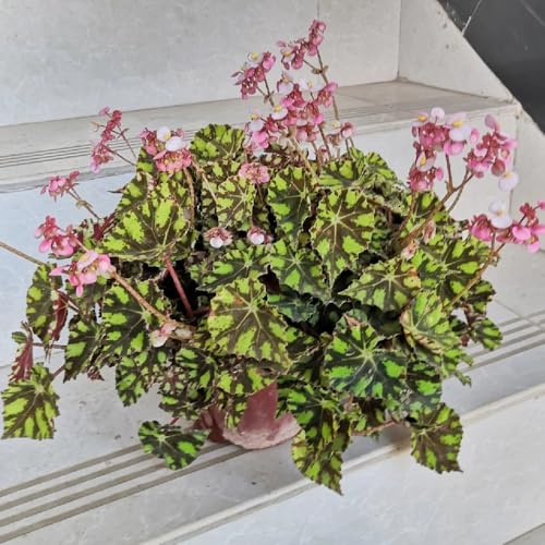 begoniensamen - steingartenpflanzen winterhart, balkon bio 300pcs