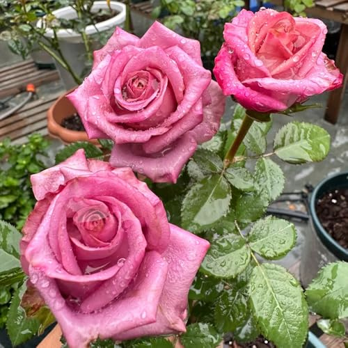 semillas de rosal, semillas de balcón silvestres arbustos rápido crecimiento arbustos 250pcs