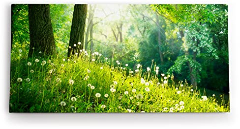 Paul Sinus Wandbild auf Leinwand Größe 100x50 cm sonnendurchflutete Waldszene, in der der Fokus auf einer grünen Lichtung mit blühenden Pusteblumen liegt.