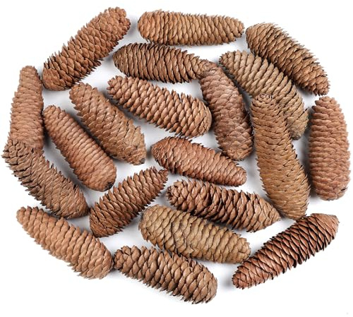 Larber 20 Stück Tannenzapfen Groß 12-14CM Lange Tannenzapfen Natürliche Fichte Tannenzapfen für Adventskranz Pinienzapfen Deko Weihnachtsbaum Weihnachten Tisch