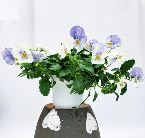 POWERS TO FLOWERS - VIOLE DEL PENSIERO, VIOLA A FIORE PENDULO AZZURRO, SET 2 PIANTE VASO 12CM DIAMETRO, piante vere
