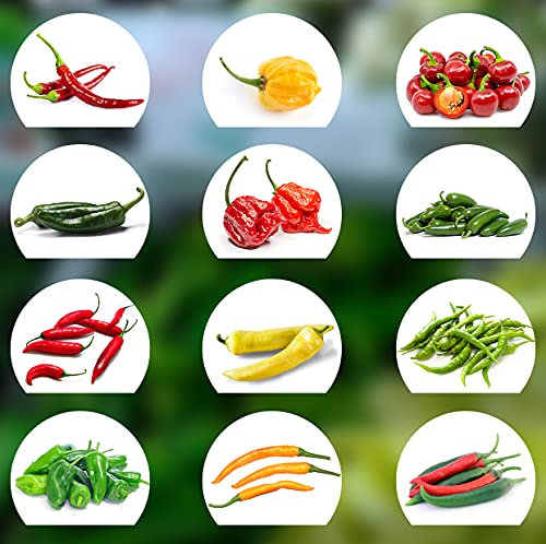 Prademir – Chili Samen Set aus 12 Sorten von mild bis scharf – Chili Anzuchtset mit 100% Natursamen handverlesen aus Portugal – Chilisamen mit hoher Keimrate für Balkon, Terrasse & Fensterbank