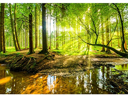 Runa Art Carta da parati fotografica foresta Vello Sfondo Murale XXL Moderne Decorazione Soggiorno Camera De Letto Sala Ufficio (308 x 220 cm, A)