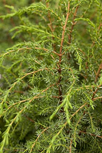 Juniperus communis 'Hibernica' 40–60 cm – Winterhart, Immergrün & Pflegeleicht – Säulenwacholder – Heckenpflanze für Garten & Sichtschutz