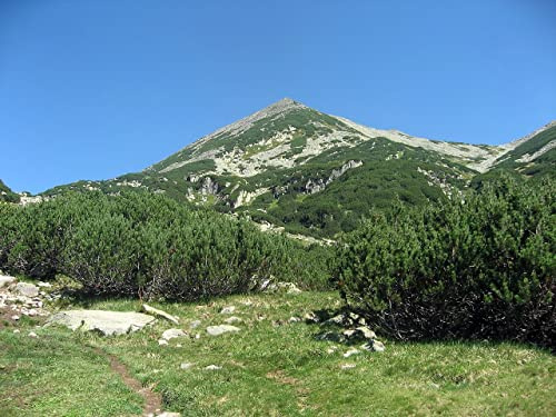 25 Samen von Latschenkiefer (Pinus Mugo) - Immergrüne, Kompakte Konifere, Frosthart, Bergkiefer für Bonsai und Steingarten