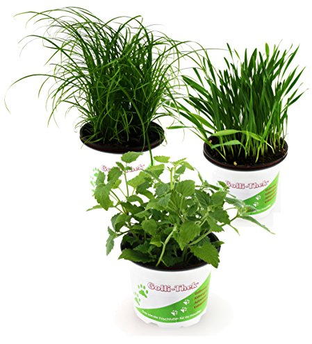Tropic Shop Pflanzen Set für Katzen - 2X Katzengras, 2X Katzenminze, 2X Katzengras Soft - Frische Futterpflanzen für Katzen