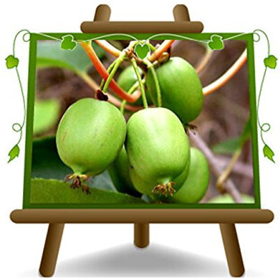 Kiwi-Baum Actinidia - Kiwi Arguta Vielfalt Issai auf Blumentopf 20 Obstbaum 170 cm - 2 Jahre