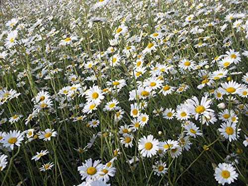 Approx 6000 (2g) Seeds of British Wild Flower Oxeye Daisy Ox-eye Leucanthemum Vulgare