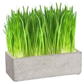 Cat FurNature Luxury Cat Grass Pots and Growing Kits, Concrete Trough