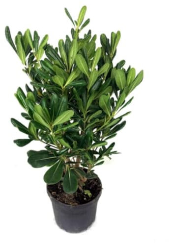 Planta natural Pittosporum Tobira, 60 cm. Arbusto perenne de follaje denso. Segura Garden.