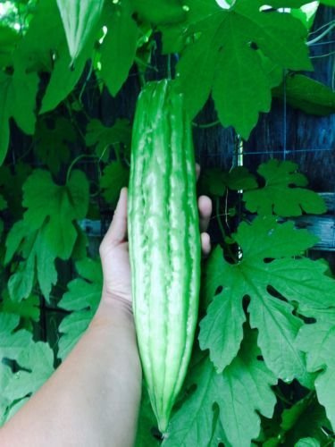 15 Zucca Melone Amaro Bio Ampalaya 2017 Mezza Freschi Dal Mio Giardino