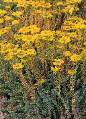 100 semi di oro Sedum W244 (Sedum reflexum)