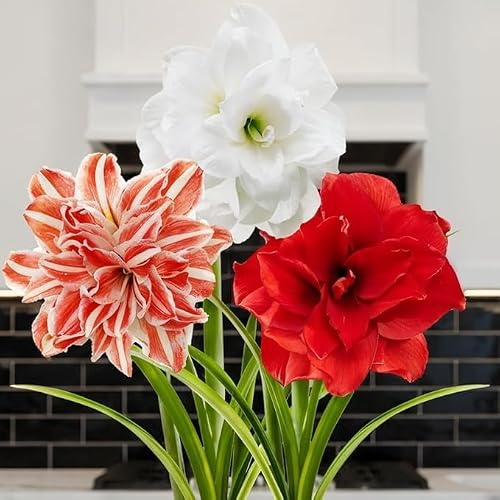 Amaryllis in Wachs Santa Claus - 1 Wachsamaryllis Blumenzwiebel | Wax Amaryllis Zwiebel in Großformat 26/30, Exklusive Echte Pflanzen aus Holland, Hippeastrum (keine Samen, nicht künstlich)