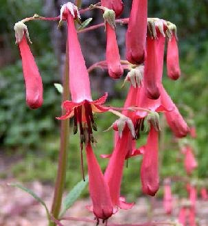Phygelius capensis 250 Seeds