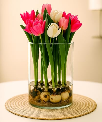Pre-Chilled Tulip Bulbs for Forcing Indoors - Easy to Grow - Grow in Water or Dirt Indoors or Plant - Prechilled Indoor Bulbs (10 Bulbs)