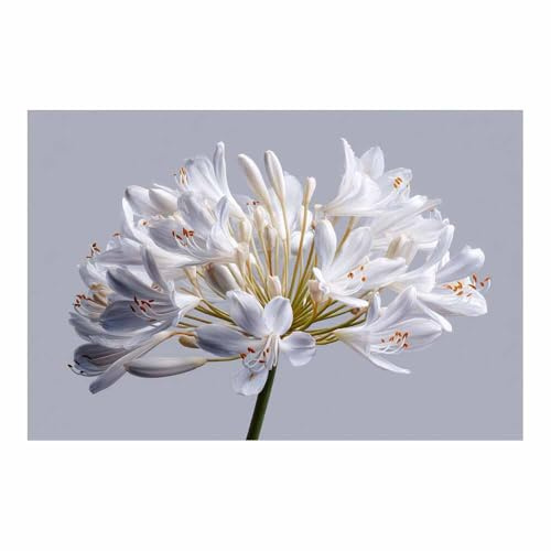 HUYEEI Naturlandschaft Leinwand Wandgemälde Gladiolen Poster Bilder, Moderne Wanddekoration für Schlafzimmer, Büro, Wohnzimmer, Flur, Klassenzimmer(weiß189)-60x90cm Ungerahmt