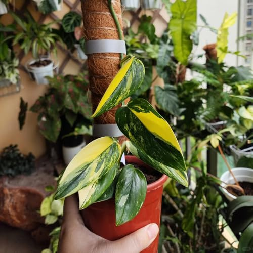 semillas de monstera, variedades tradicionales de interior cobertura del suelo jardín en el balcón balcón invernadero jardín cortadas 50pcs