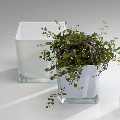 glass pot WHITE EMOTION coloured cachepot white 12cm