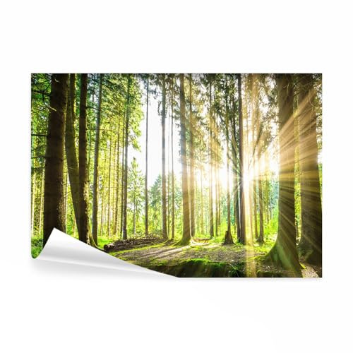 decomonkey Fototapete selbstklebend Wald, 343x256 cm, Landschaft Baum Natur | Selbstklebende, Tapeten, Wand, Fototapeten, Tapete, Wandtapete, klebend, Klebefolie