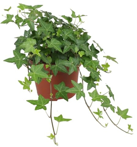 Edera comune Hedera Hibernica 3 piante rampicanti sempreverdi in vaso ø9 cm Vivaio di Castelletto