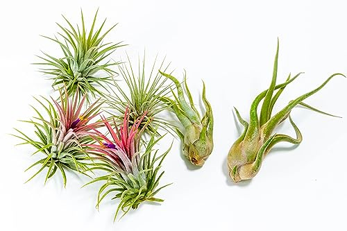 PLANDAIRE - PACK Plantas de Aire - Tillandsia Ionantha Rosada, Tillandsia Ionantha Verde, T. Caput-medusae, Plantas con flor naturales - Exterior e Interior (6)