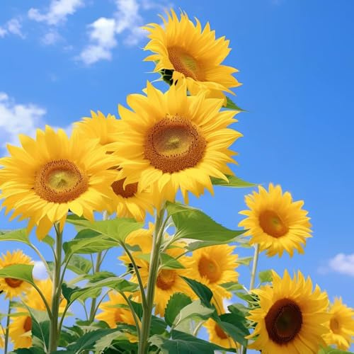sonnenblumen sommerblumen bodendecker winterhart mehrjährig blumendeko bonsai winterharte stauden frühlingsblumen gartensamen blumenwiese wildblumenwiese 550samen