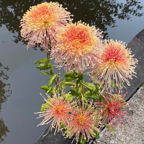 semi di crisantemo semi di raro decorazioni da giardino per esterni resistenti per giardini rocciosi esotico vecchie varietà selvatici gli amanti del giardino 200pcs
