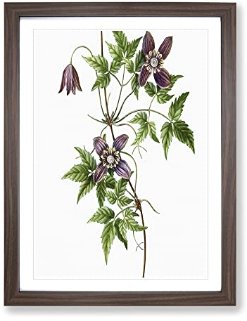 Alpine Clematis Flowers By Pierre Joseph Redoute Vintage Framed Print | A3 Walnut Framed Wall Art | Ready to Hang | Classic Floral Picture | Living Room Bedroom Lounge Office